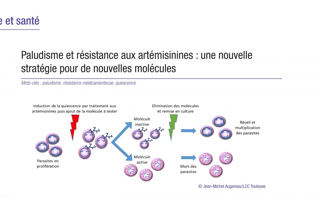 Paludisme et résistance aux artémisinines : une nouvelle stratégie pour de nouvelles molécules