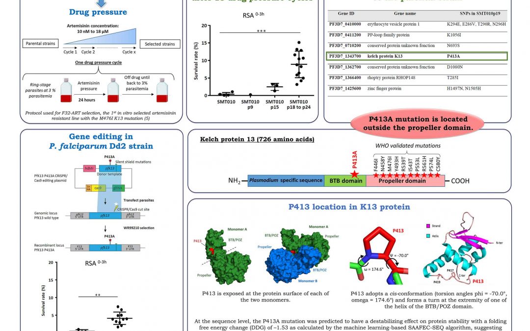 Mutation in P.falciparum BTB/POZ domain of K13 confers artemisinin resistance